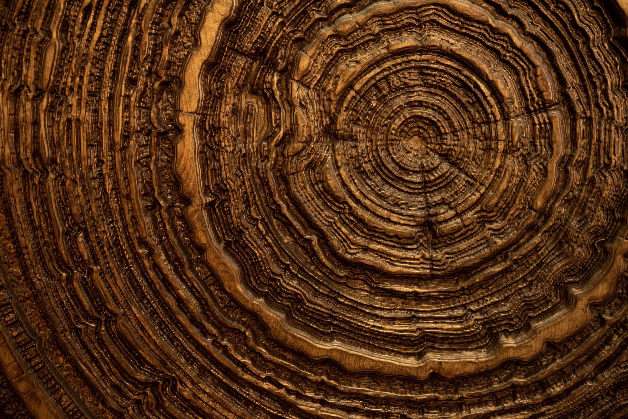Close-up of wood grain and annual rings
